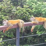 Two squirrel monkeys lounging on a handrail with green foliage in the background.